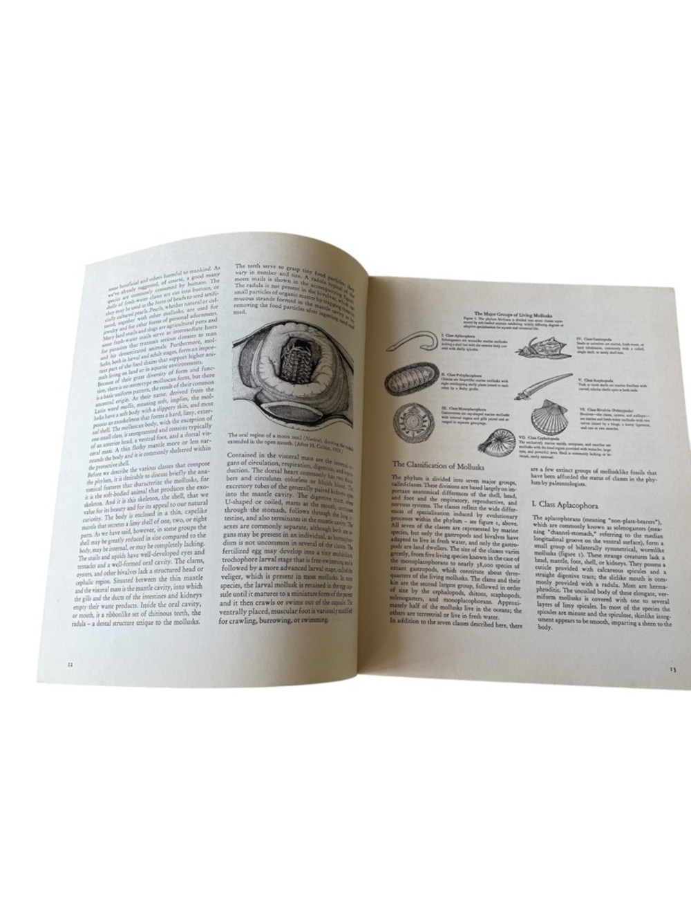 Vintage 1973 “Shells”Book Andreas Feininger & W. Emerson Viking Press- No DJ - Picture 9 of 9
